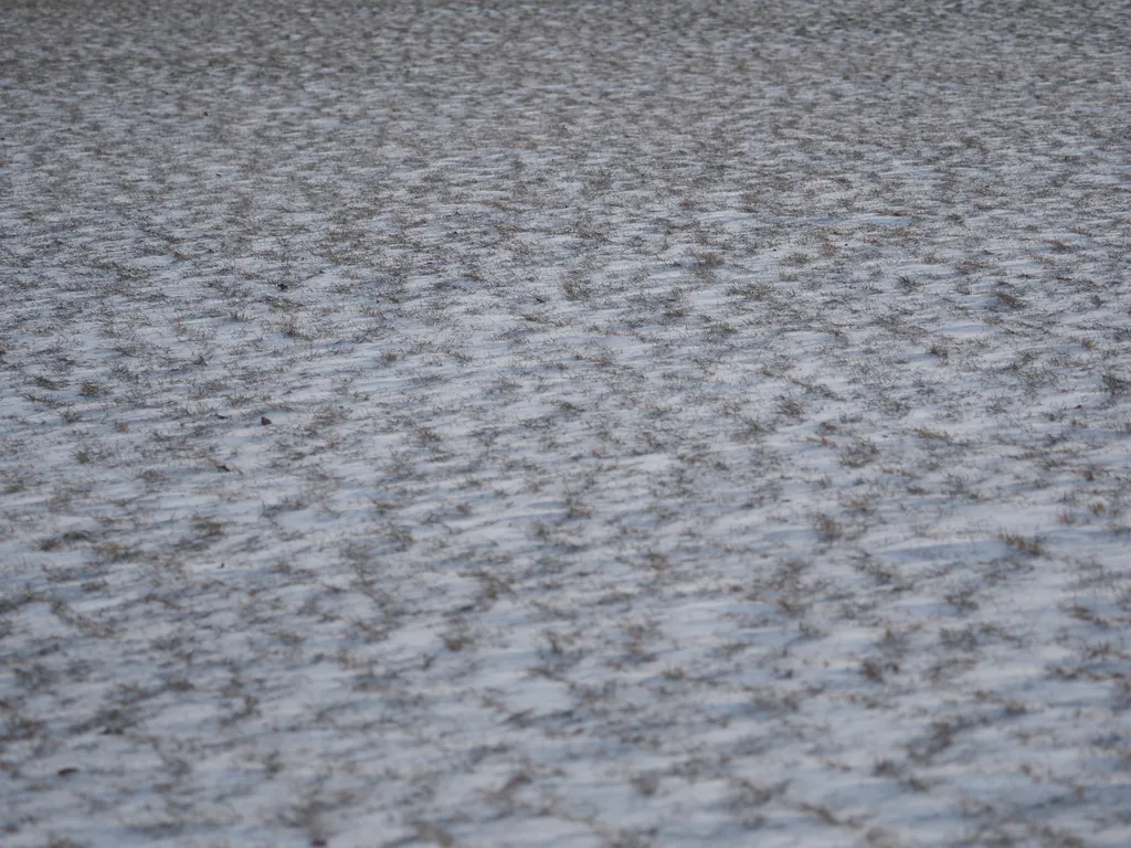 grass poking out of a thin layer of snow