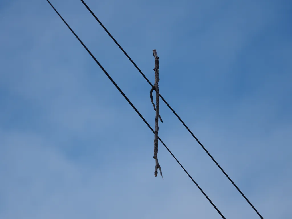 a stick caught on a power line