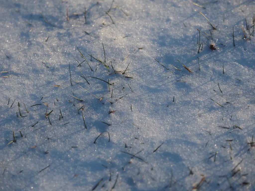 grass sticking through the snow and casting shadows down upon it