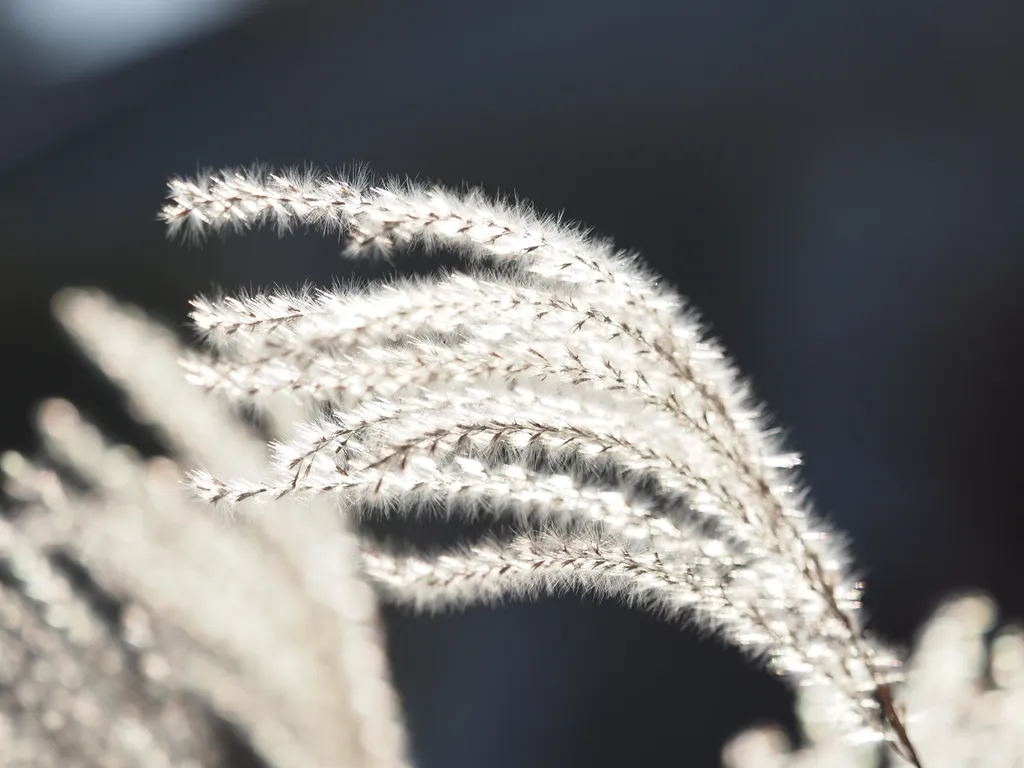 tall grass with fluffy ends catching the sunlight