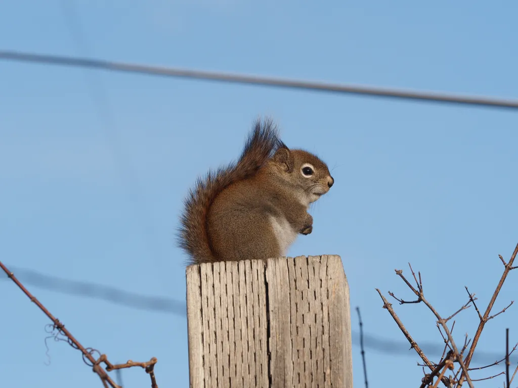 a squirrel on a high wooden fencepost