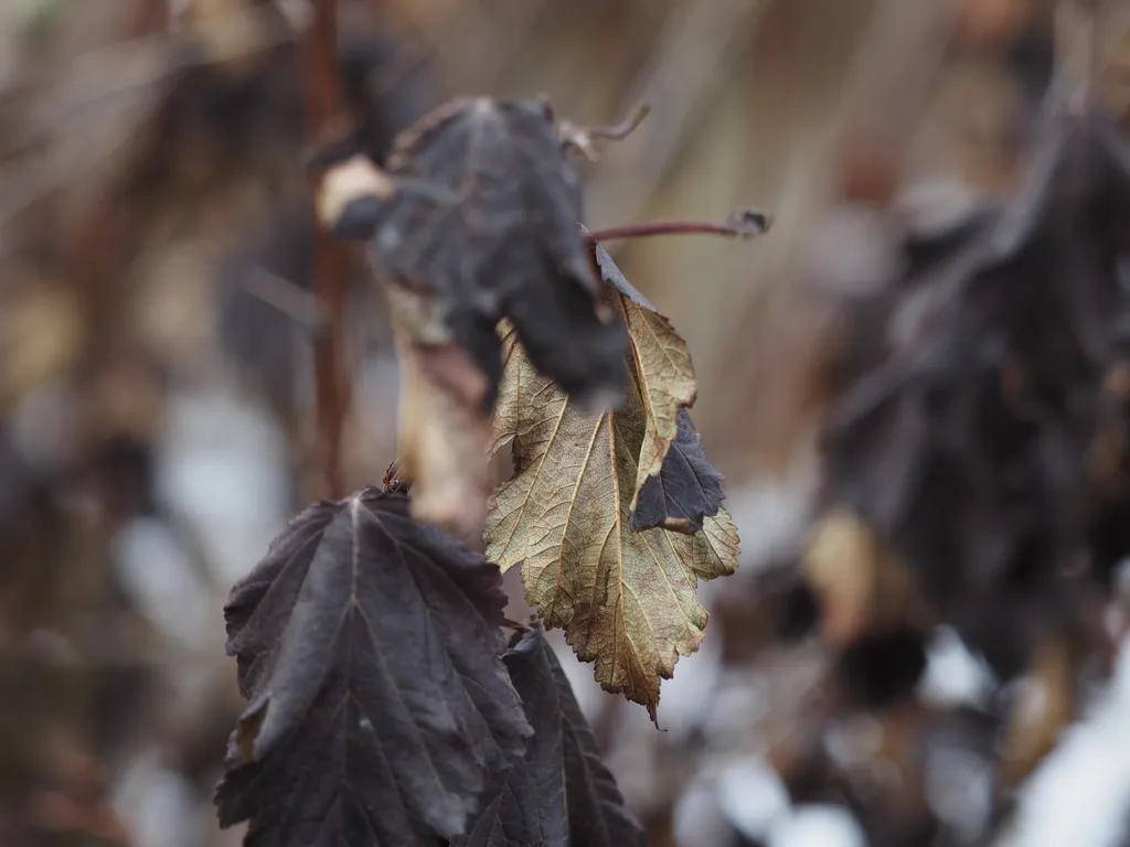 a shrub with dark leaves with pale green undersides. In this shot, the veiny underside of one such leaf is in focus while all the darker leaves are either too near or too far to fully resolve