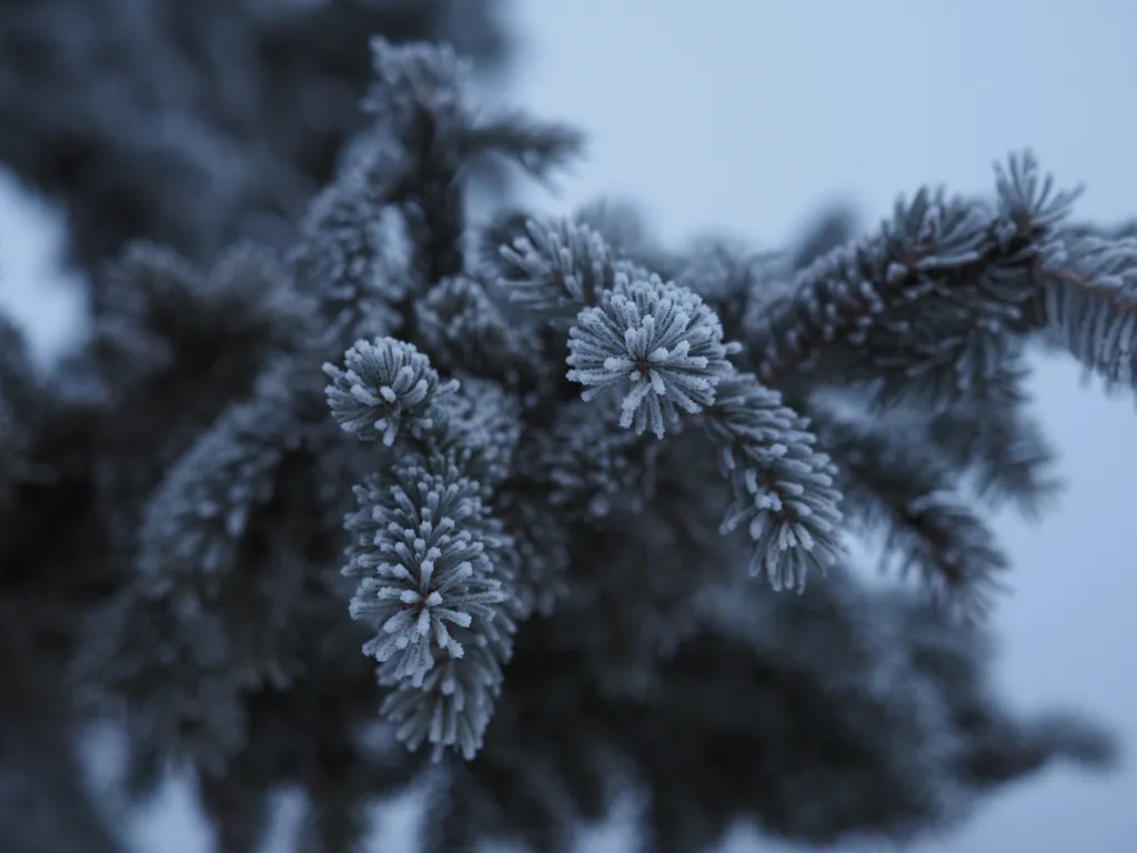 a frost-covered tree in a field on a foggy morning