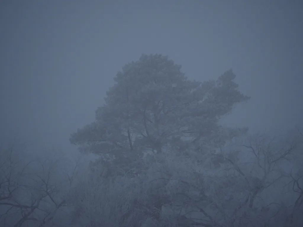 frost-covered trees on a foggy morning