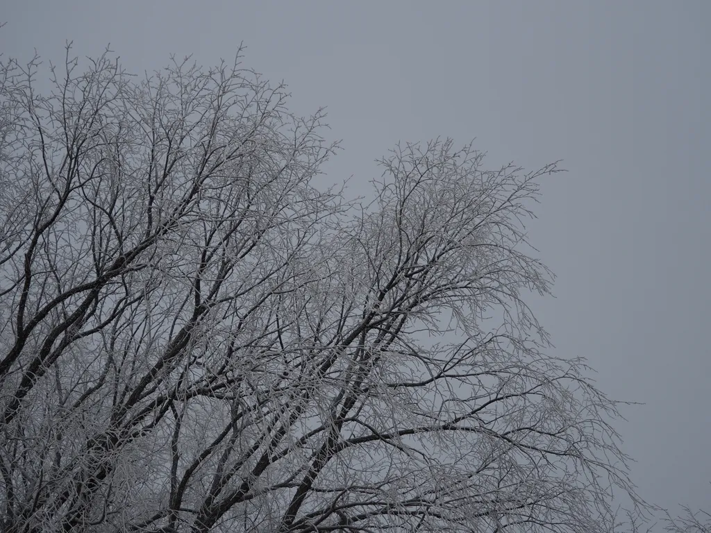 frosty trees on a foggy day