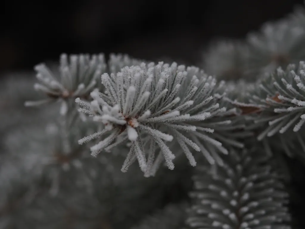 frost on pine needles