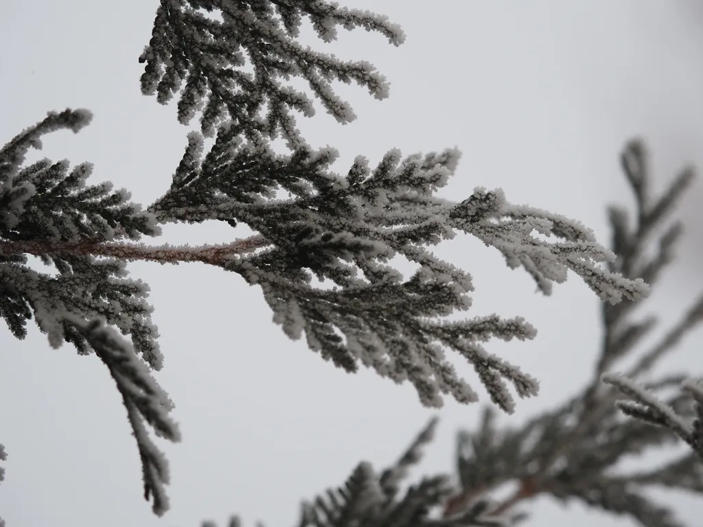 frost on leaves