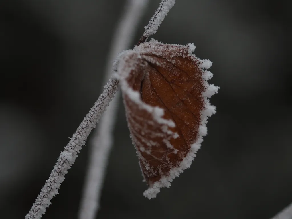 frost on a brown leaf