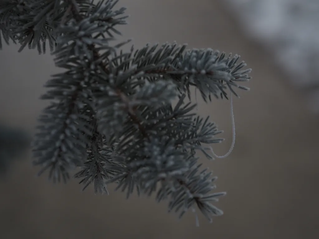 frost dangling from pine needles