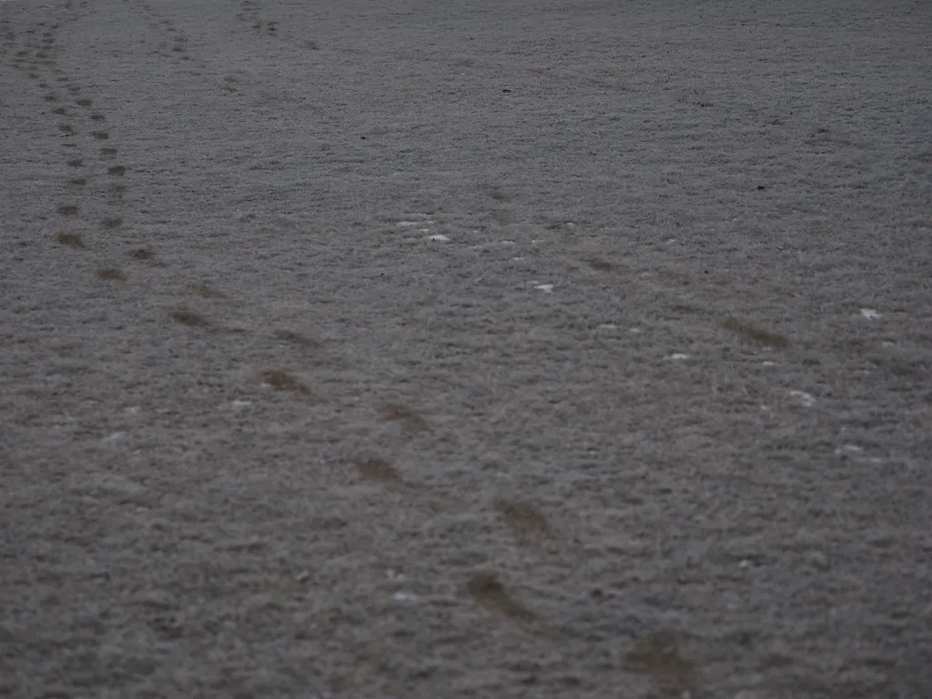 footprints in a frosty field