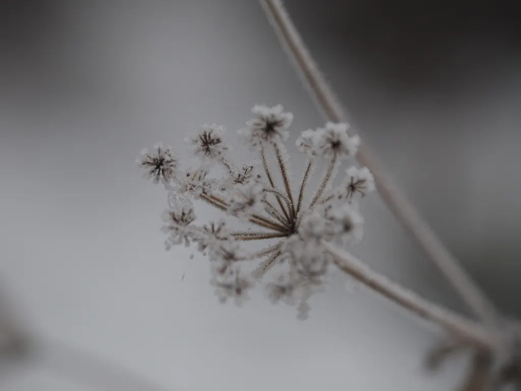 frost-covered the tips of a wilted flower