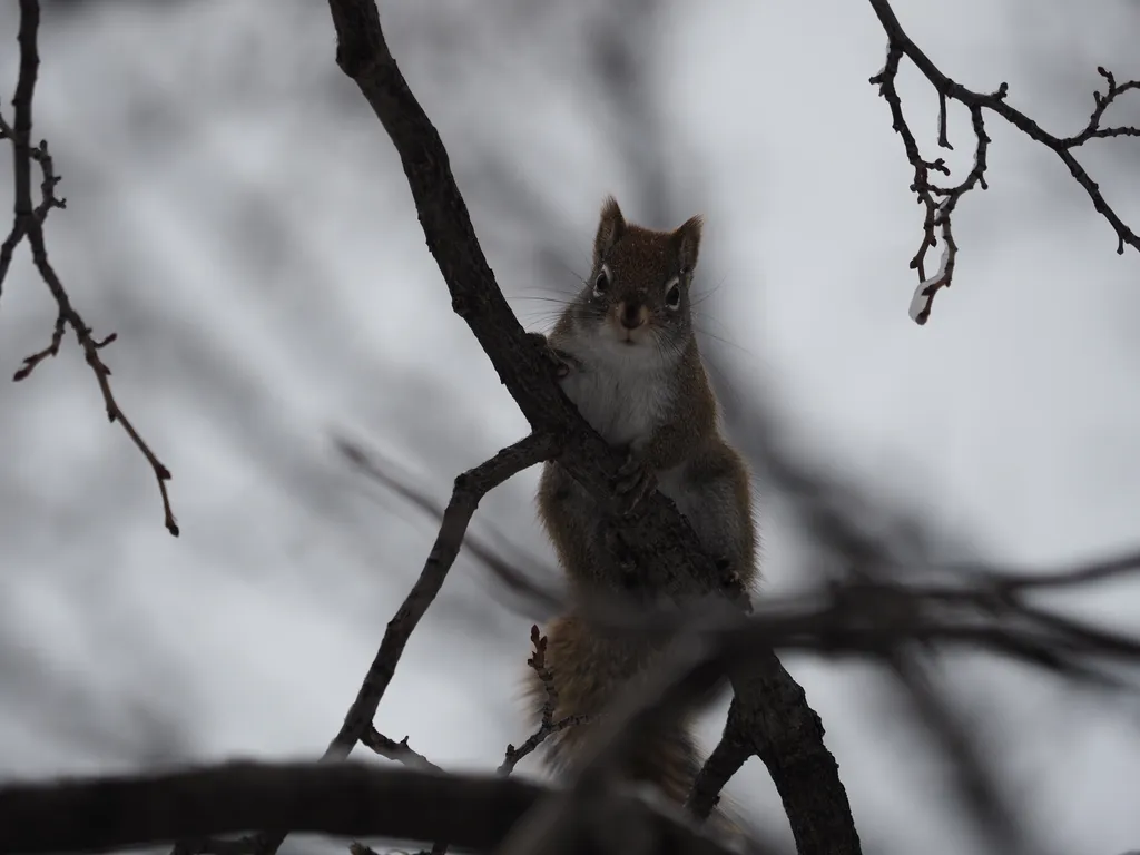 a squirrel with snow on their face looking down at the camera from a tree