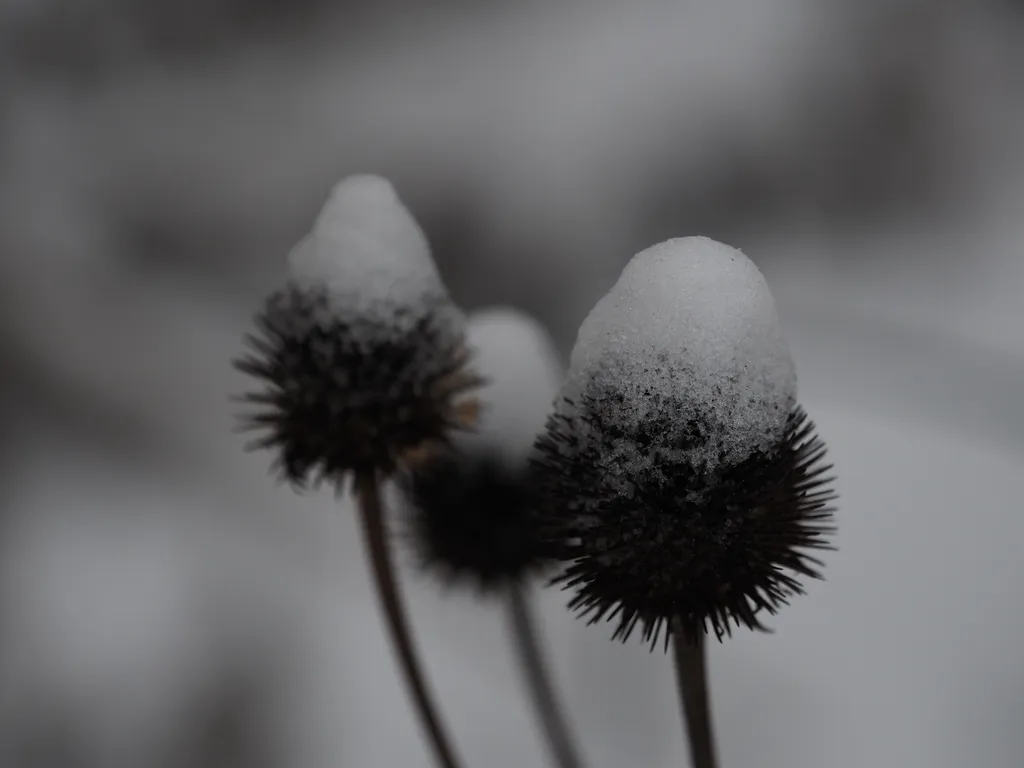 snow on top of coneflower cones