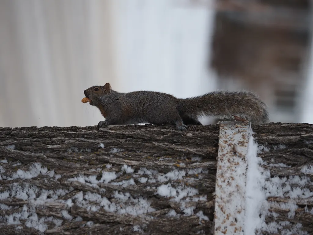 a big grey squirrel facing downward on the trunk of a tree with a peanut in their mouth