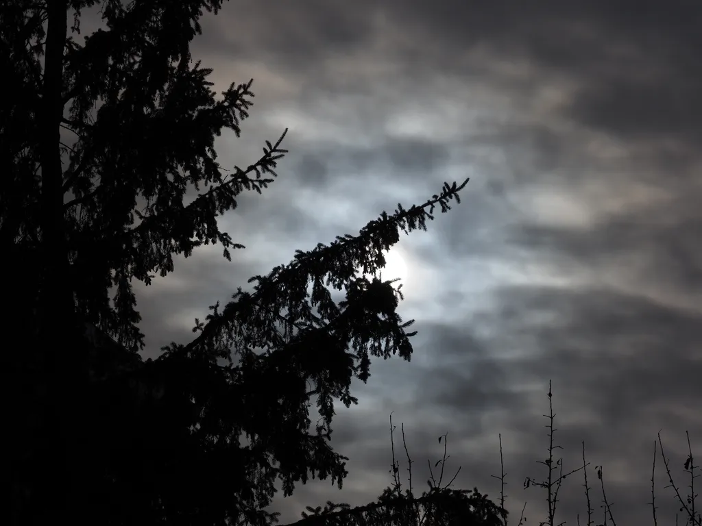 a tree silhouetted against a bright cloudy sky