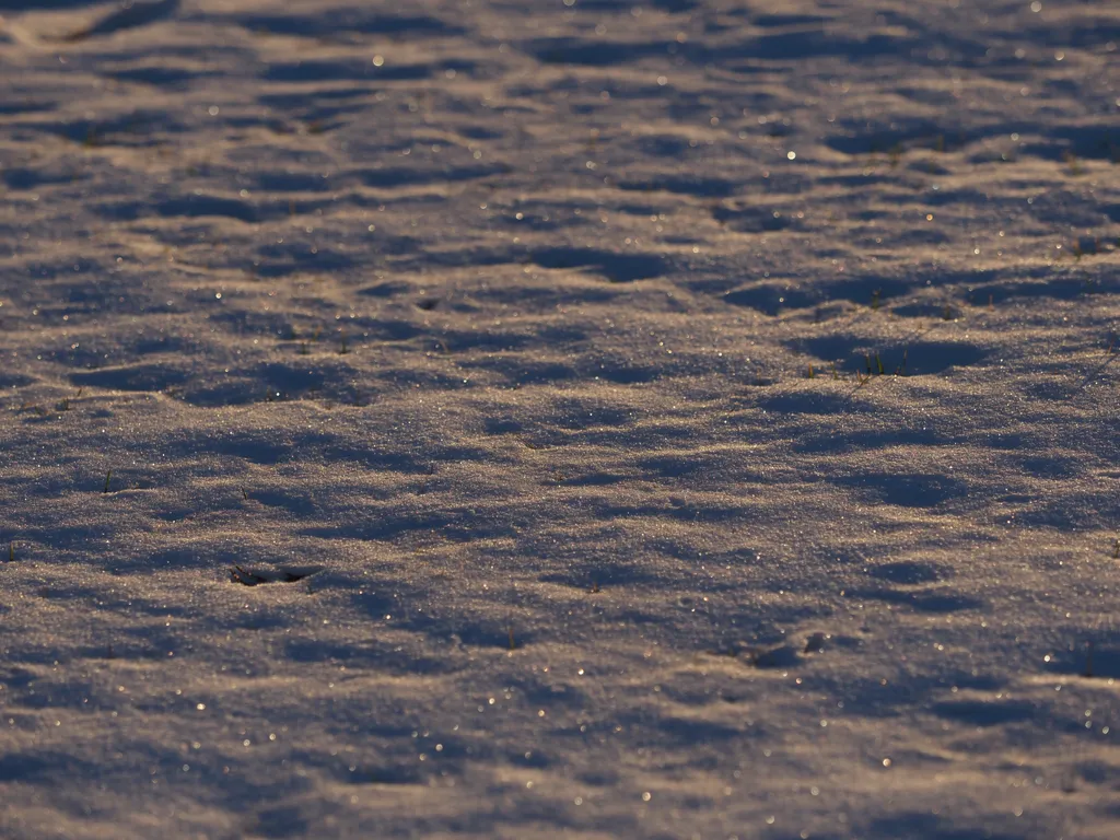 blades of grass sticking out of wet glimmering snow at sunset