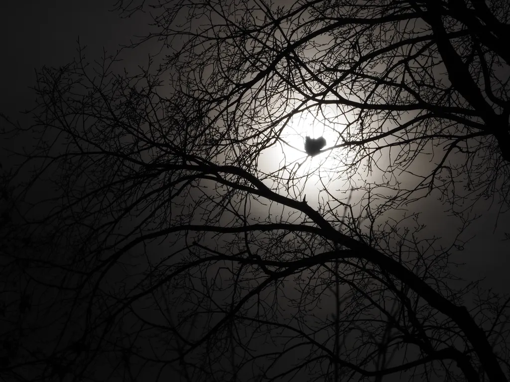 a squirrel in a tree against the sun