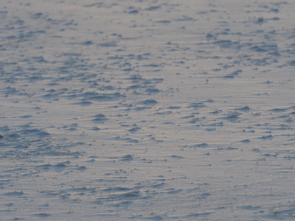 a field of snow blown by the wind