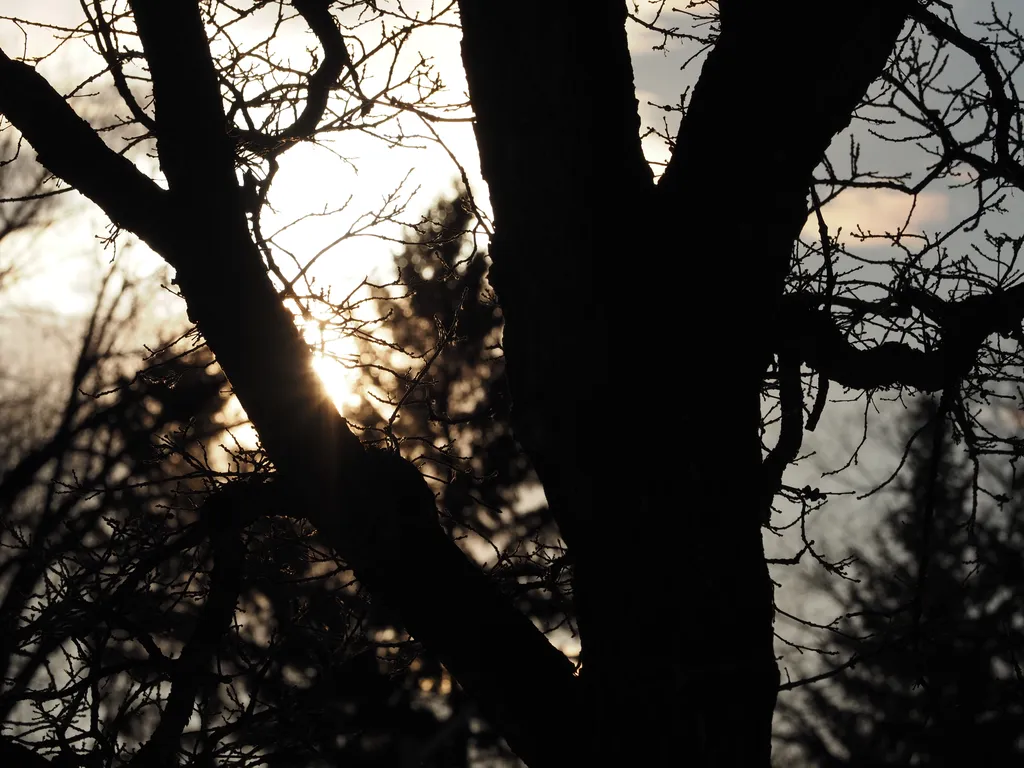 a tree with the sun behind it