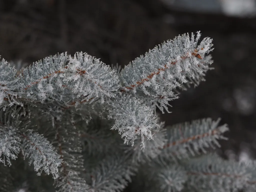 frost on pine needles