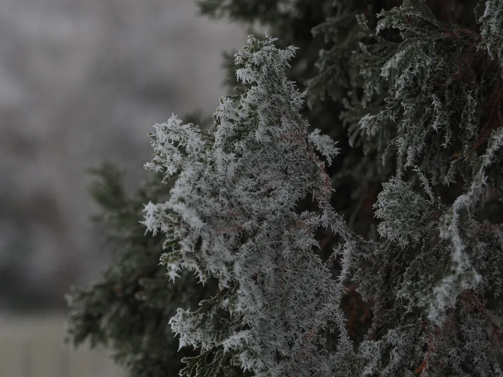 frost on a tree