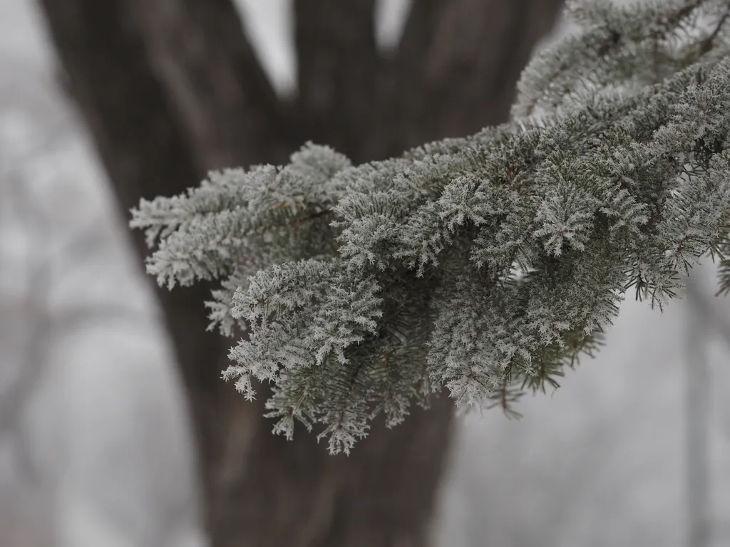 frost on pine needles