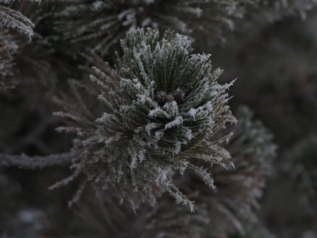 frost on pine needles