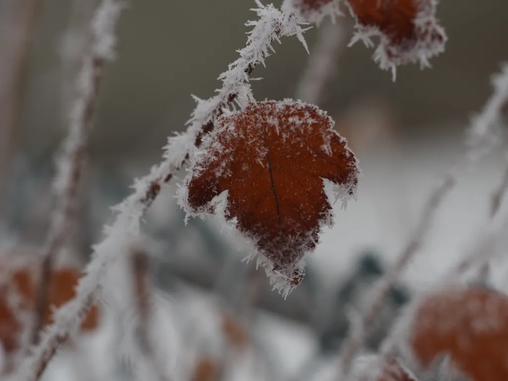 frost on orange-red leaves