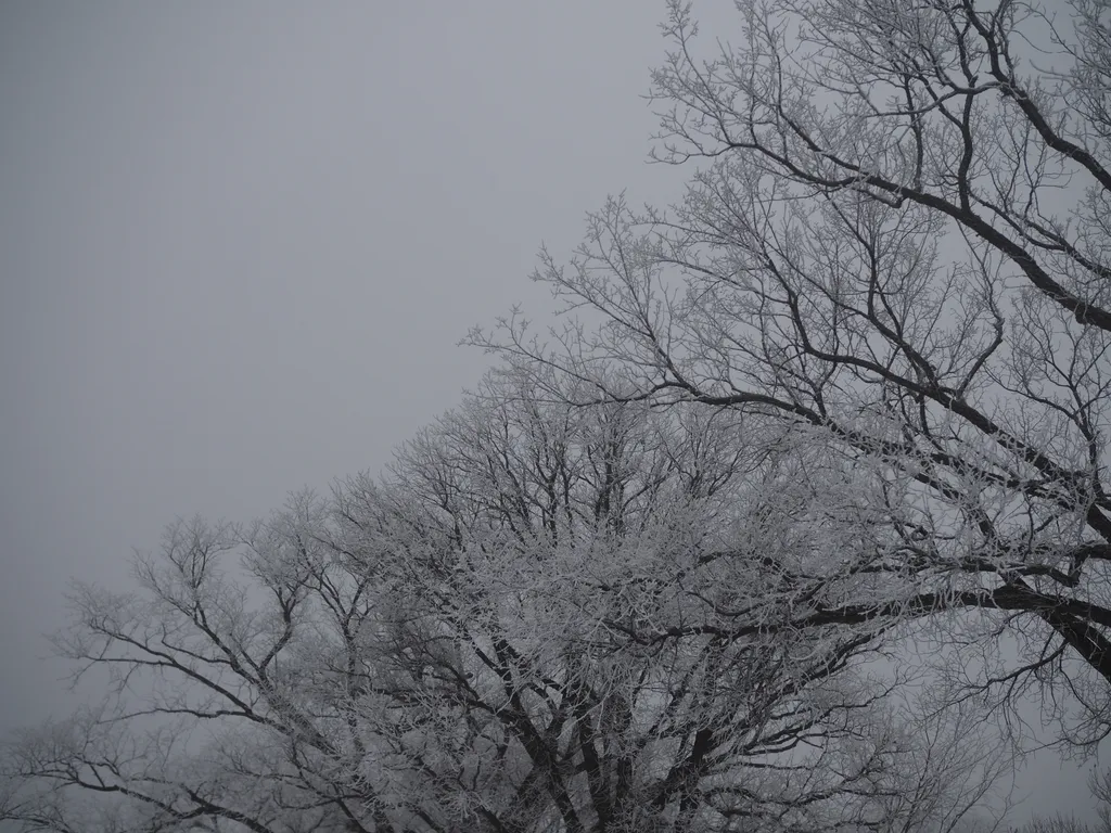 frost-covered trees on a foggy day