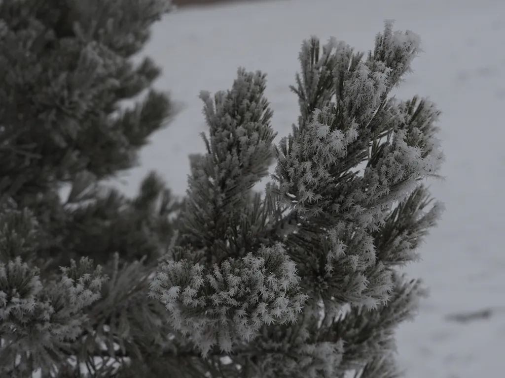 frost on dead pine needles