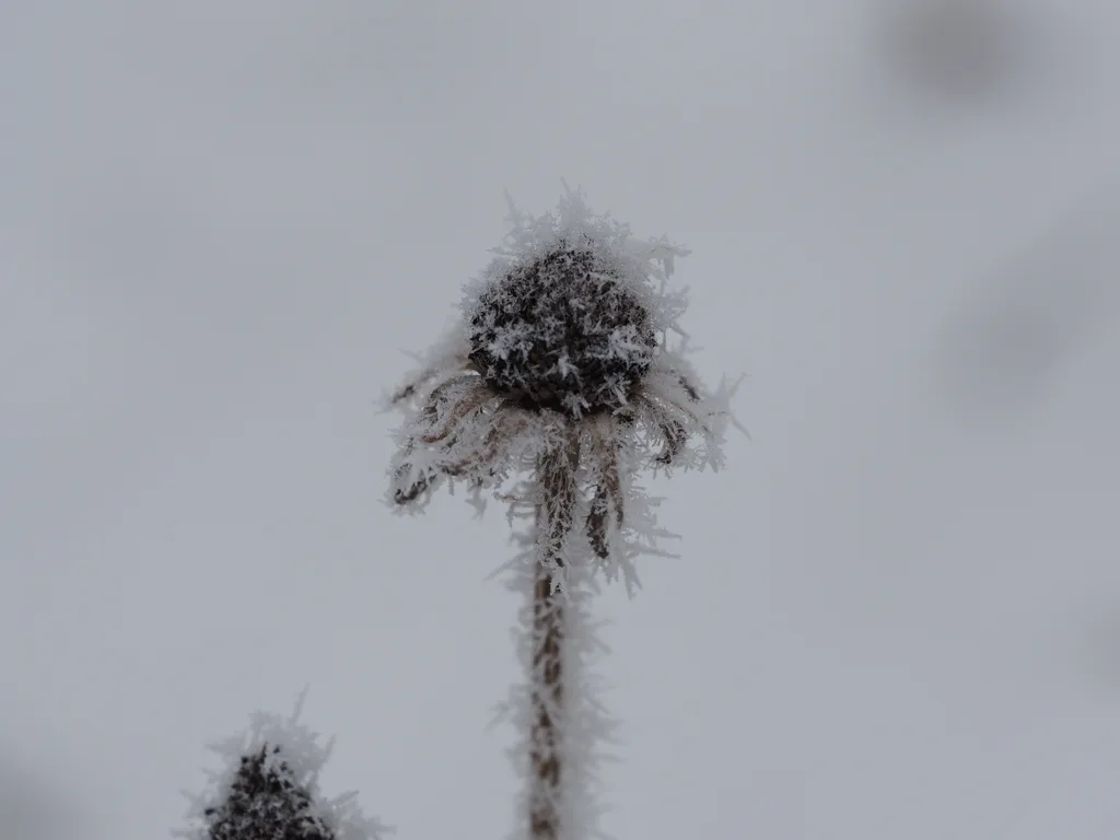 a coneflwoer covered in frost