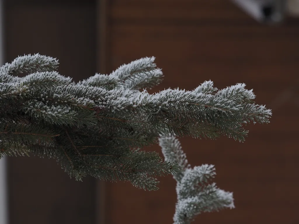 frost on one side of a pine branch