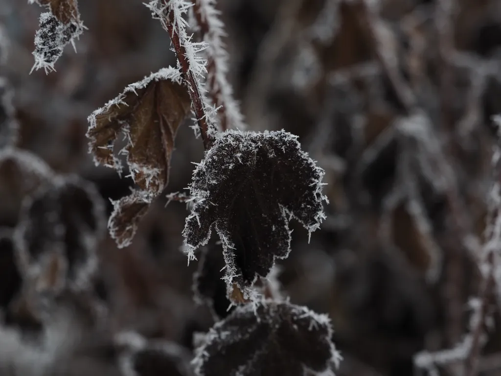 frost on a shrub