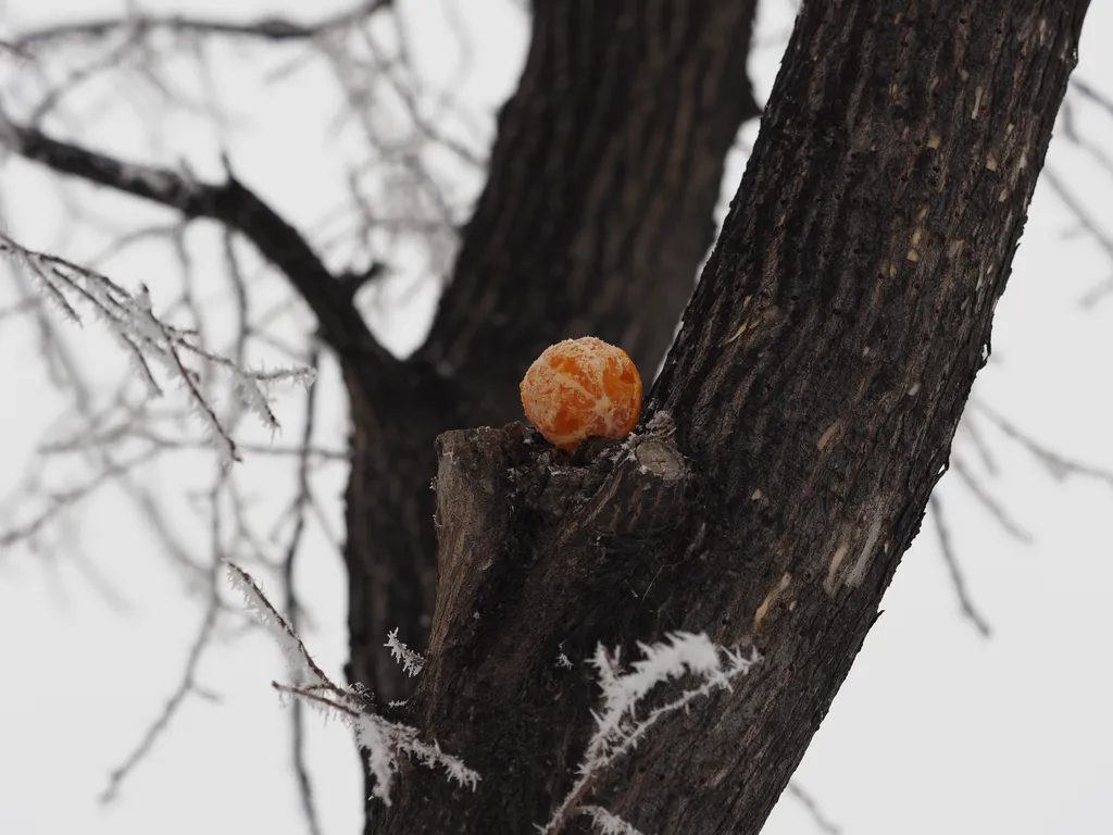 a half-peeled orange sitting inexplicably in a tree