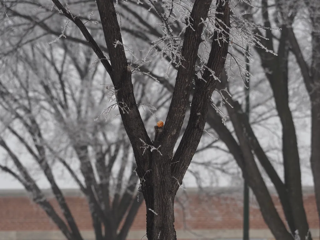 a half-peeled orange sitting inexplicably in a tree