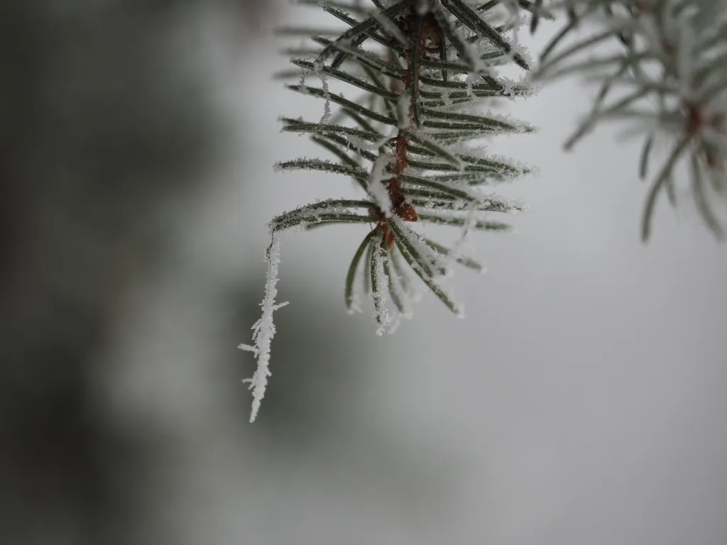 frost dangling from pine needles