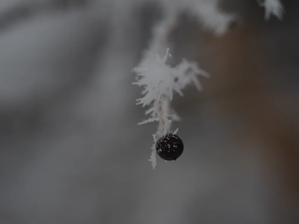 a frost-covered berry