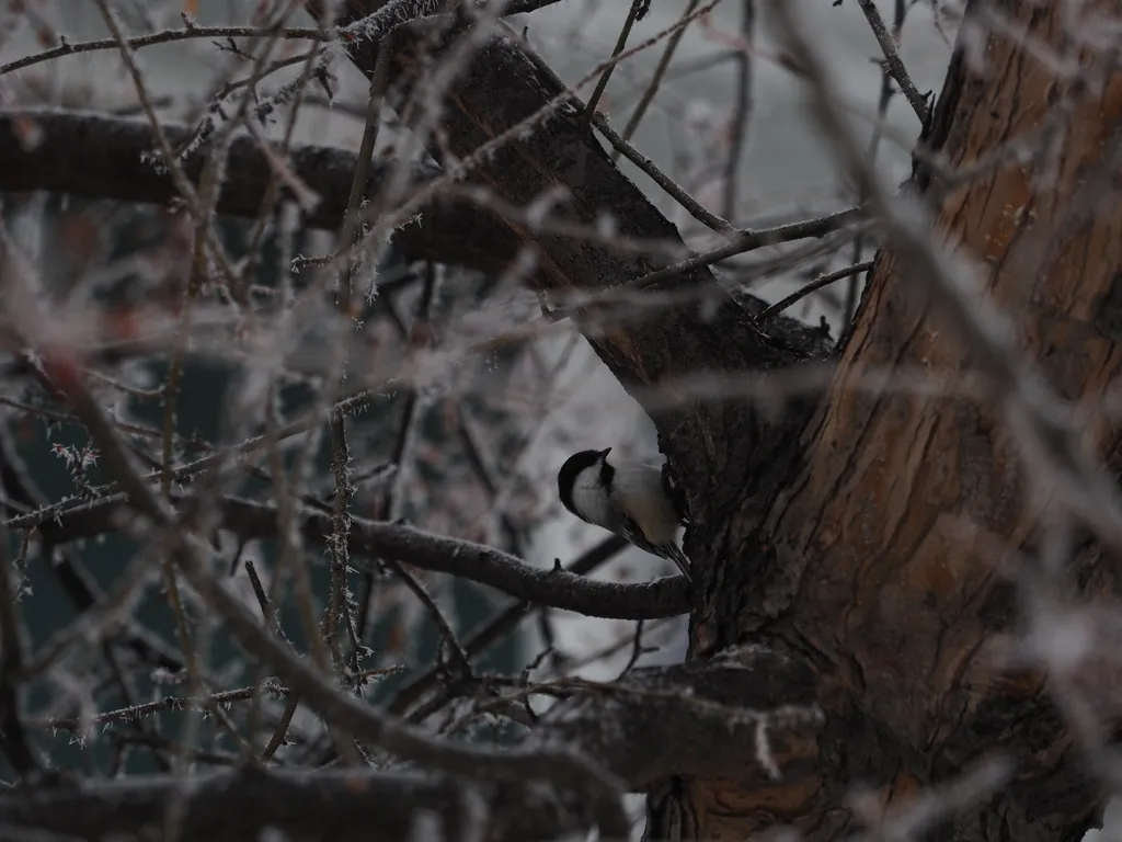 a chickadee in a tree