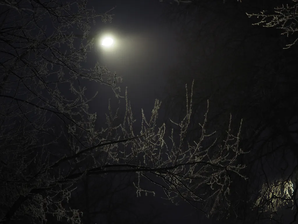 a frosty branch lit by a streetlight on a foggy night