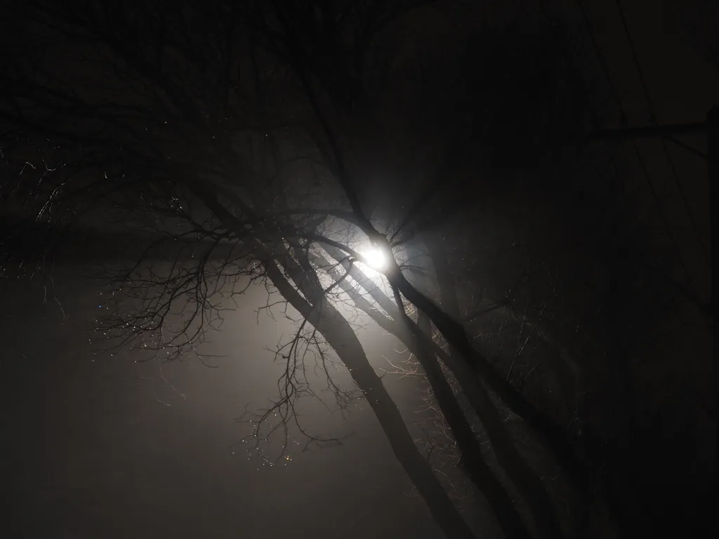 light filtering through branches on a foggy night