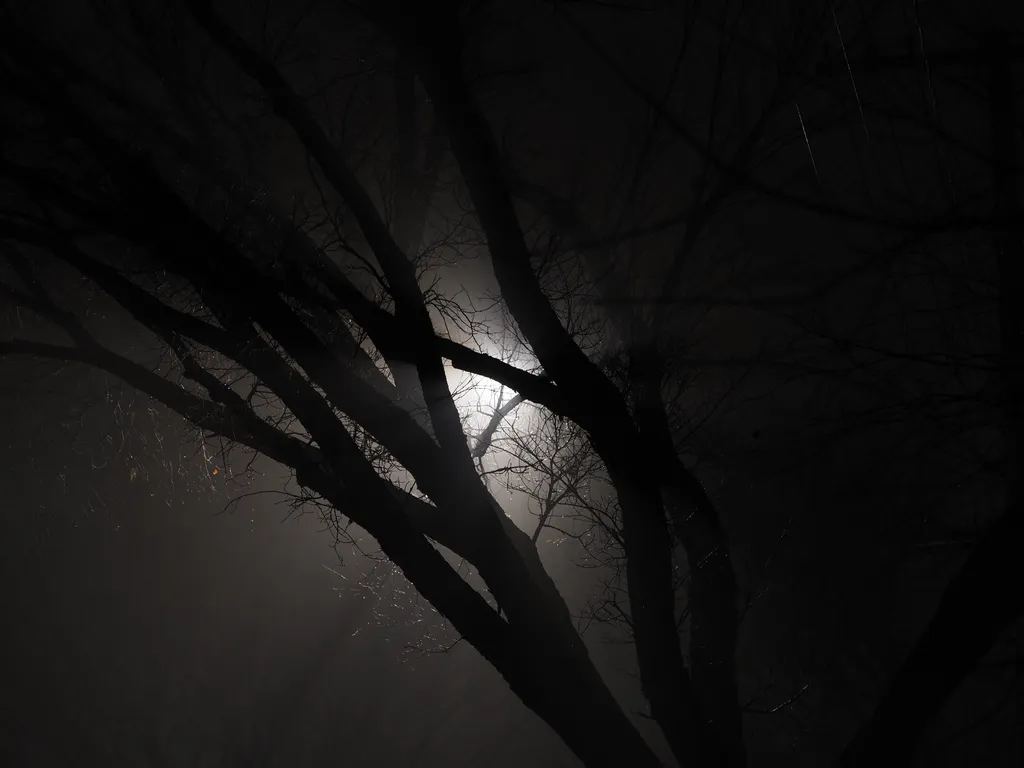 light filtering through branches on a foggy night