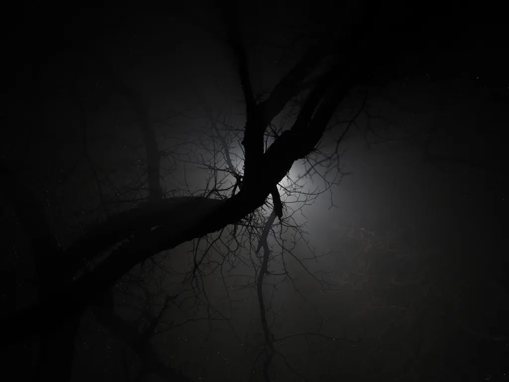 light filtering through branches on a foggy night