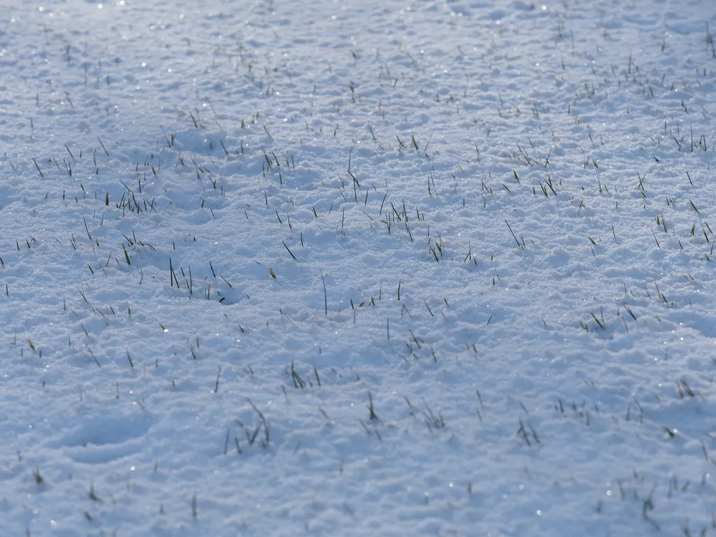 grass sticking out of the snow