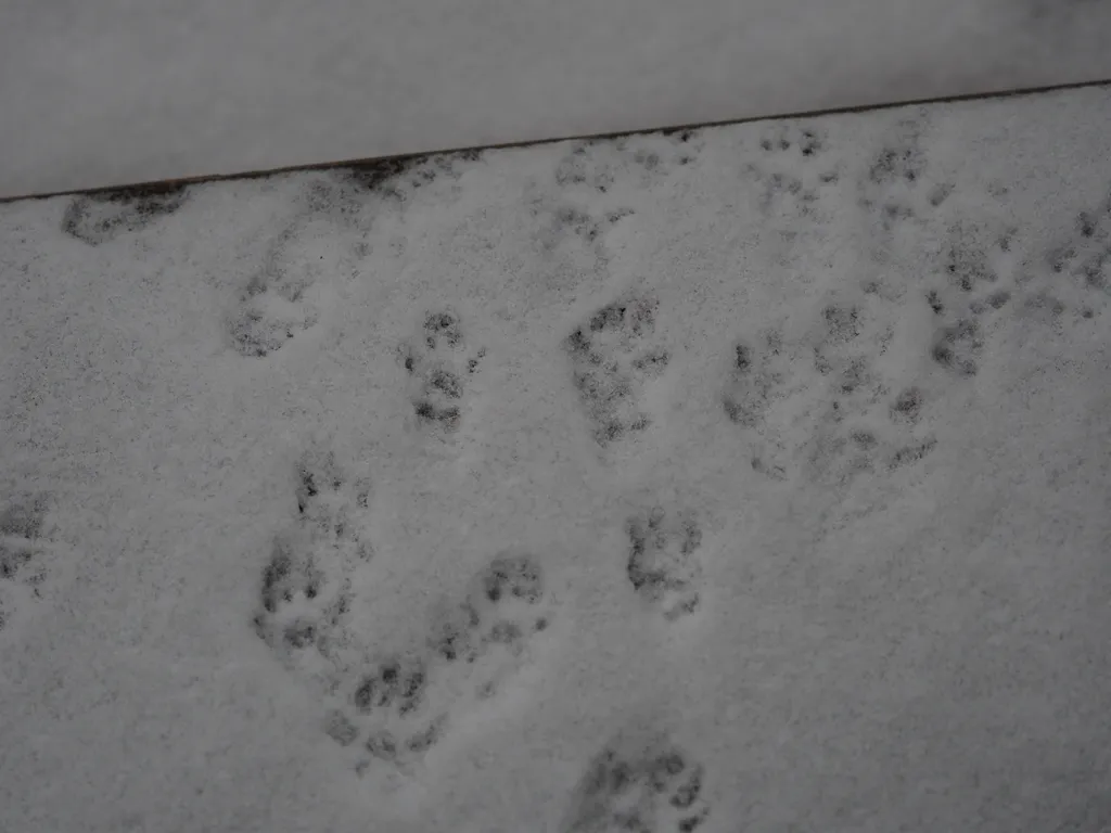 animal footprints in the snow on some steps