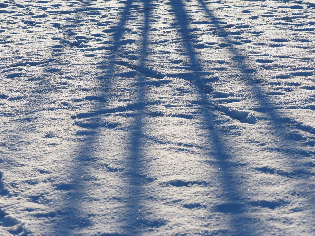 a tree casting long shadows onto a field of snow marked by criss-crossing footprints