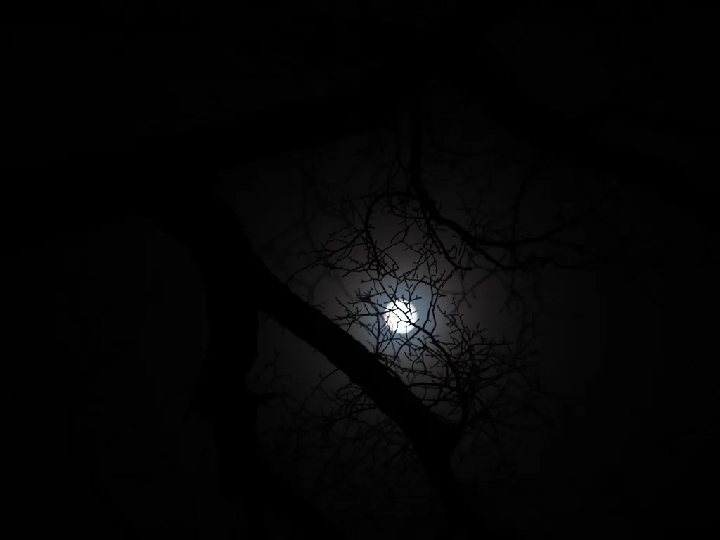 bare branches in front of a full(ish) moon surrounded by haze on a foggy night