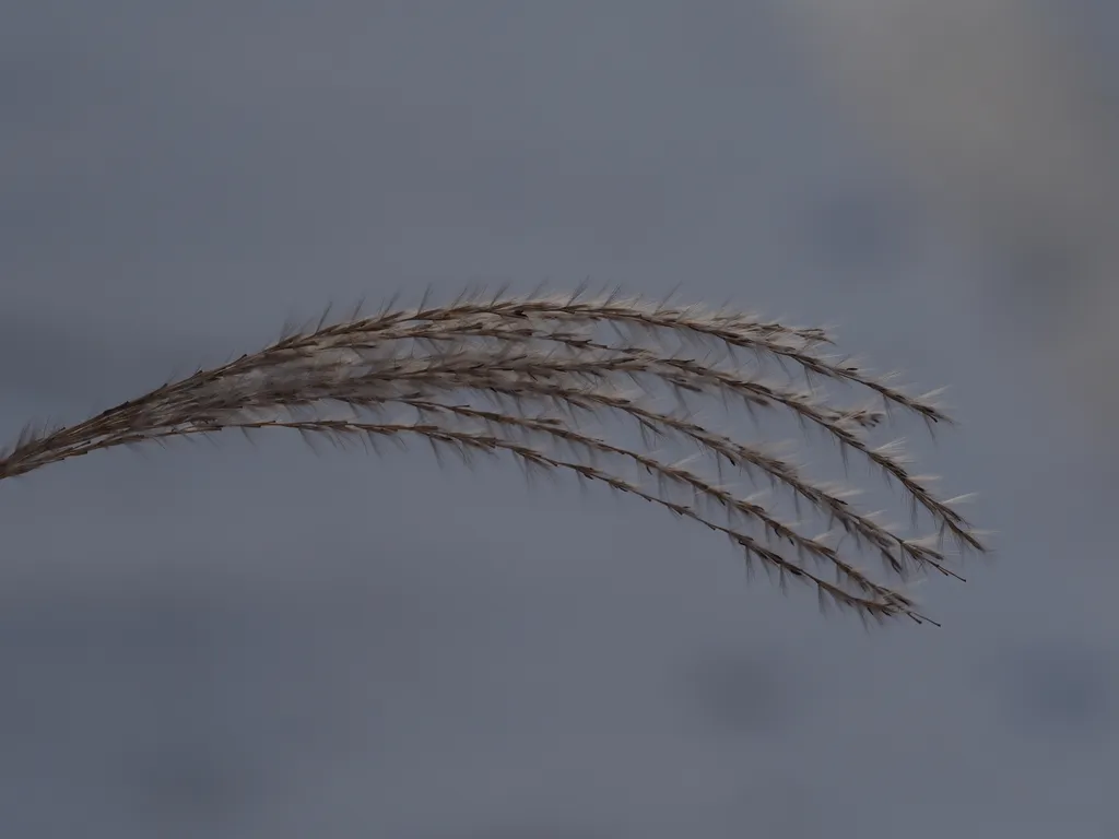 wispy grass