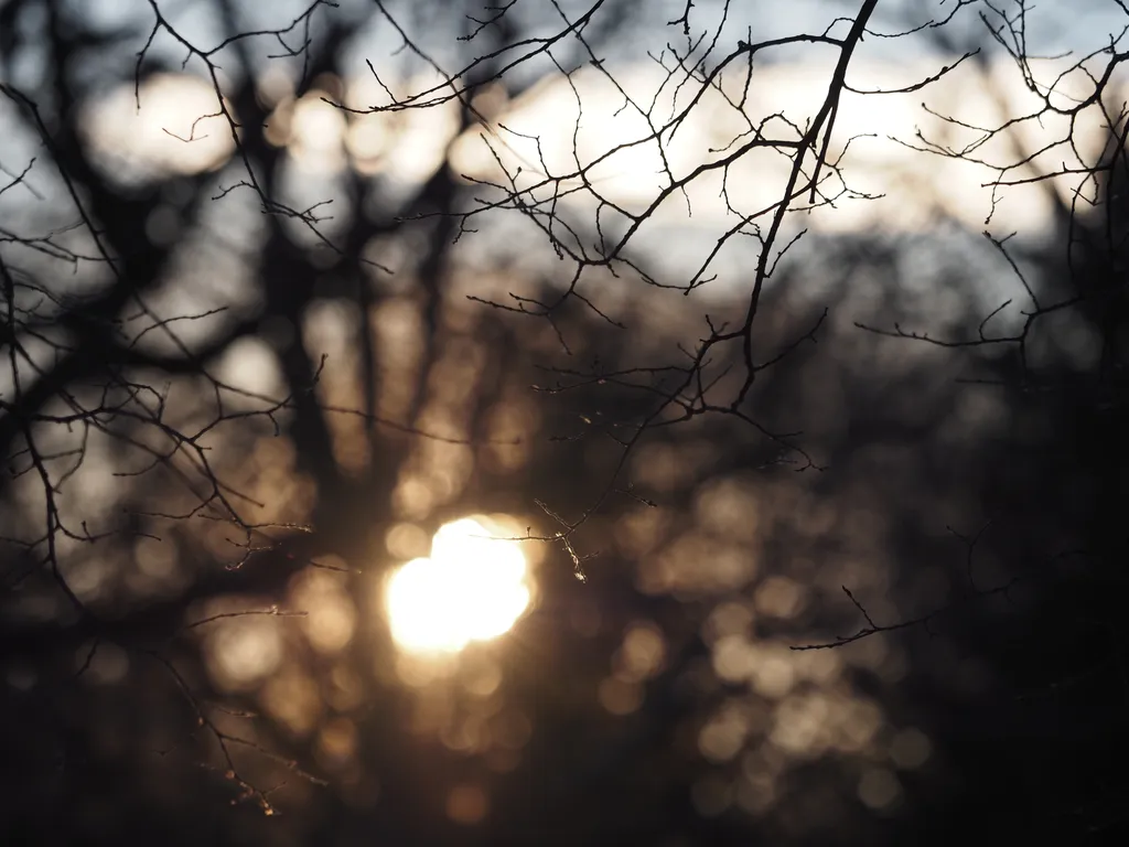 sunlight filtering through the trees