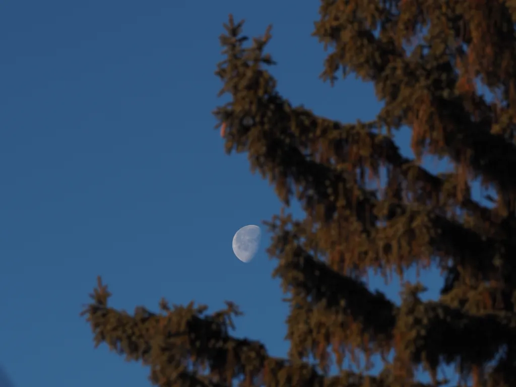 the moon behing a pine on a clear day