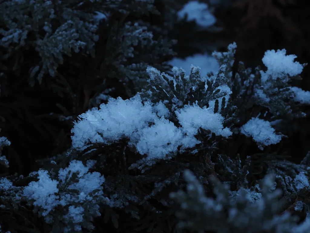 frost on a shrub